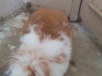 Yavru hollanda lop tavşanı evcil