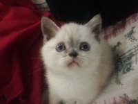 British Silver Bluepoint Yavru British Shorthair