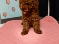 Toy Poodle Yavruları Dişi