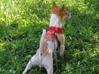 10 aylık jack russell yavrumuz