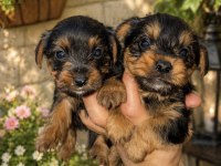 Sevimli Yorkie yavrumuz mutluluk getirmeye hazır!