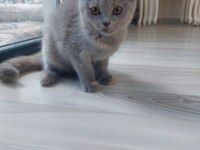 Kehribar gözlü scottish fold kediciklerim