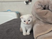 EV ORTAMINDA BÜYÜMÜŞ PREMIUM KEDİLER