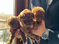 KORE RED BROWN TOY POODLE YAVRULARI