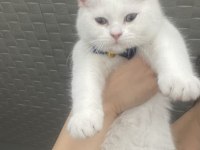 4 AYLIK AŞIRI SEVECEN ERKEK BRİTİSH SHORTHAİR YAVRU