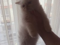 SAFKAN BEYAZ MAVİ GÖZLÜ İRAN KEDİSİ