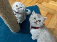 Ev ortamından British ve Scottish Fold Yavrular