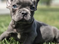 Blue Eyes French Bulldog Yavruları 