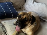 Kırma Boxer Bull Mastif Kısır Çipli Dişi 2 Yaşında