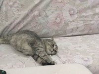 Scottish fold 2 yaşında