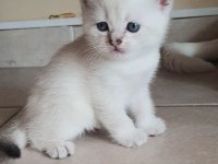 British shorthair beyaz pamuk gibi yavrular