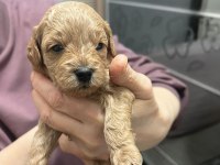 2 Erkek 1 Dişi Poodle