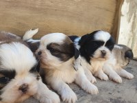 SHİH TZU KÖPEKLER