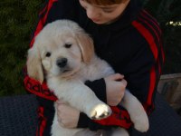 Golden Retriever Adrese Teslim Hizmetimiz Vardır