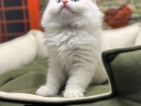 British longhair güzelliği @petclubadanaa