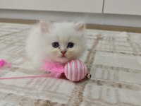 British longhair silver pointler