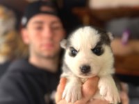 Ruhsatlı çiftliğimizden a kalite husky yavrularımız