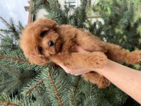 KG GARANTİLİ MİCRO TEACUP RED MALTİPOO