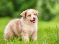 ÜST SEGMENT BORDER COLLİE YAVRULAR