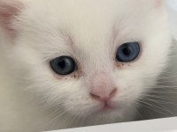 Beyaz british shorthair detaylar verilebilir