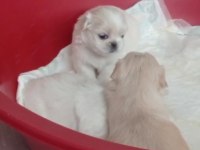 imperyal pekinez köpeği