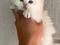British shorthair yavrular