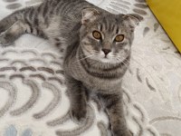 8 AYLIK EĞİTİMLİ BRİTİSH
