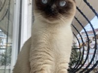 UFAK CİNS KÖPEKLE DEĞERİNDE TAKAS KEDİMİZ