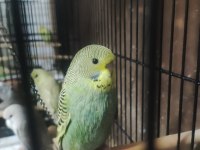 Maşallah show jumbo muhabbet kuşu damızlık ve yavrular