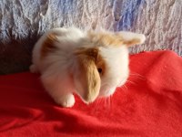 Teddy lop tavşan yavrular mavi göz
