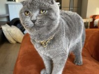 scottish fold kırık kulaktır dişi ve erkek