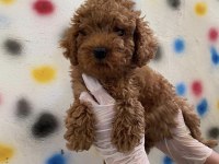 Uygun puan sağlıklı son poodle