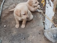 Yazın vazgeçilmez golden retriever meyveleri