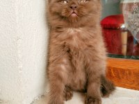Safkan ayı surat CİNNEMON british shorthair disi
