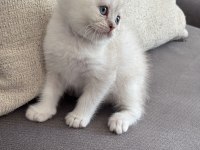 8 haftalık british shorthair dişi yavrumuz yuva arıyor