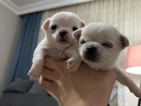 Yeni chihuahua yavrularım