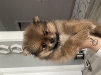 Dişi pomeranian