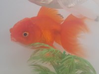 Satılık Oranda sağlıklı