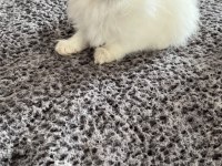 British longhair yavrular