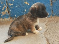 Fino bebek köpekler