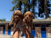 Toy poodle yavrularımız