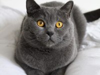 SAFKAN TOMBUL SCOTİSH FOLD KEDİMİZ