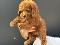 Show kalite kore toy poodle yavrularımız