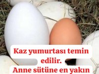 Çerkezköyde kaz Yumurtası ve Kaz yavrusu