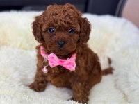 Secereli Anne Babadan %100 Orijinal Red Toy Poodle