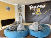 KEDİ DÜNYASINDAN RENK RENK BRITISH YAVRULAR ANKARA