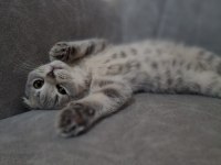 British Shorthair Yavrumuza Yuva Arıyoruz