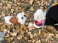 Leo ve Lessie Maltese