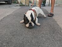 Mükemmel French Bulldog Yavrular