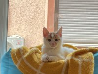 2.5 AYLIK ERKEK SARI BEYAZ TEKİR KEDİ YAVRUSU